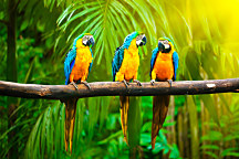 Tapeta Papagáje v pralese 29199 - vinylová